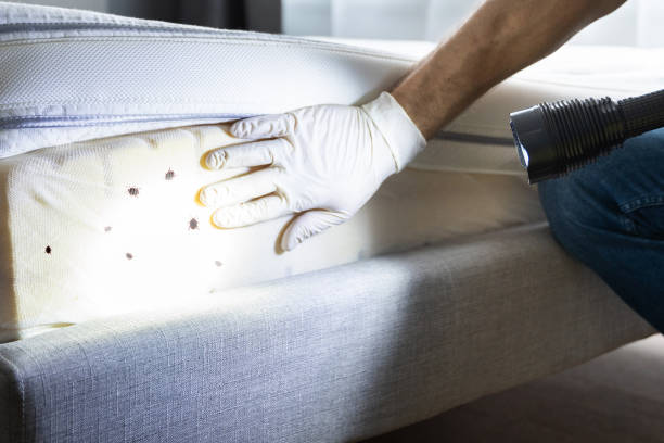 Best Pest Control Near Me  in Yorba Linda, CA