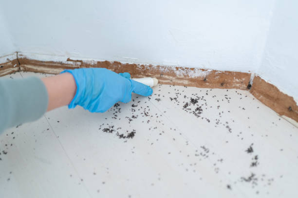 Best Flea Control Services  in Yorba Linda, CA