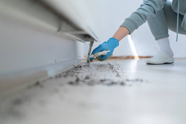 Best Rat Extermination Near Me  in Yorba Linda, CA
